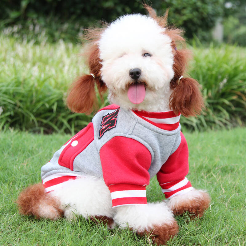 狗狗能吃盐吗？揭开宠物饮食的常见误区